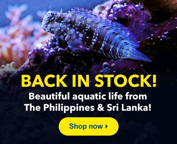 Green neon tetra  Each – Pet Kadai – Online aquarium Store