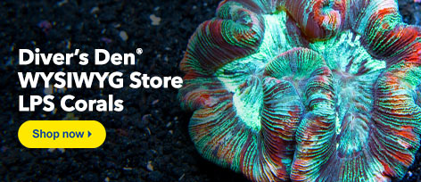 Diver's Den LPS Corals