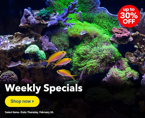 Weekly Specials