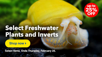 Freshwater Plant and Invert Sale