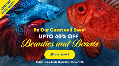 pet fish store