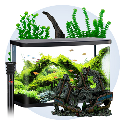 Assorted Blue Base Halfmoon Male Betta – Nano Tanks Australia Aquarium Shop