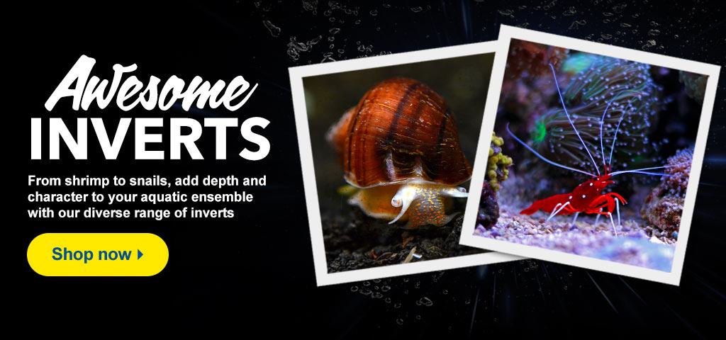LiveAquaria Quality Aquarium Fish Supplies Equipment