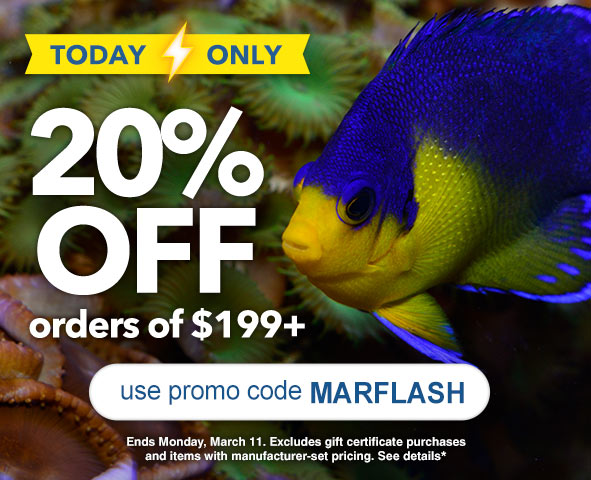 liveaquaria quality aquarium fish