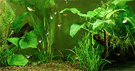 Freshwater Planted Aquariums