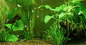 LiveAquaria  Quality Aquarium Fish, Supplies & Equipment