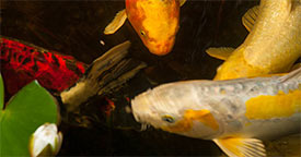 LiveAquaria  Quality Aquarium Fish, Supplies & Equipment