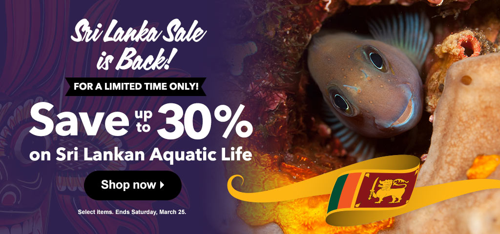 Sri Lankan Sale