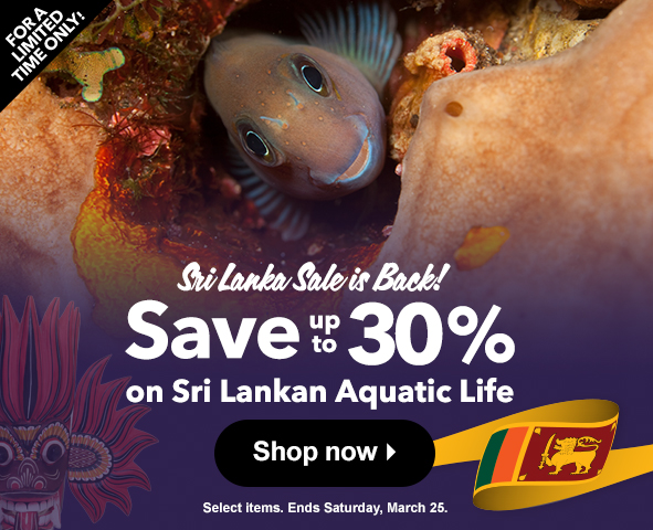 Sri Lankan Sale