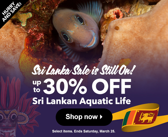 Up to 30% off Sri Lankan fish & inverts