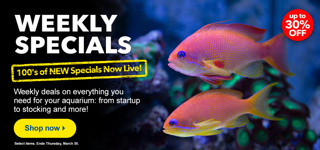 Weekly Specials
