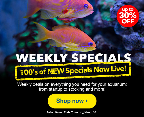 Weekly Specials