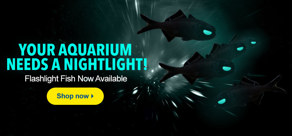 Flashlight Fish Now in Stock!