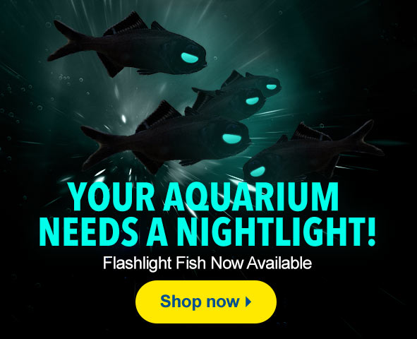 Flashlight Fish Now in Stock!