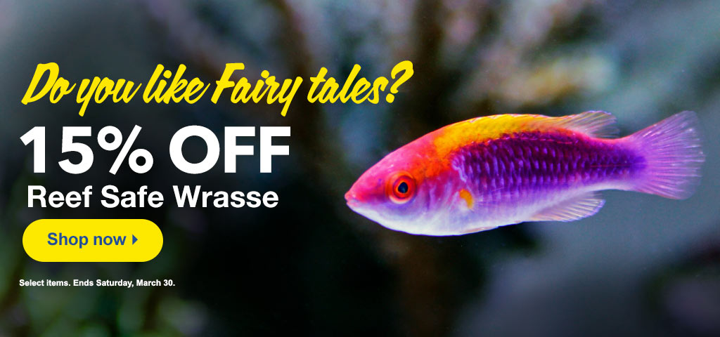 Reef Safe Wrasse Collection