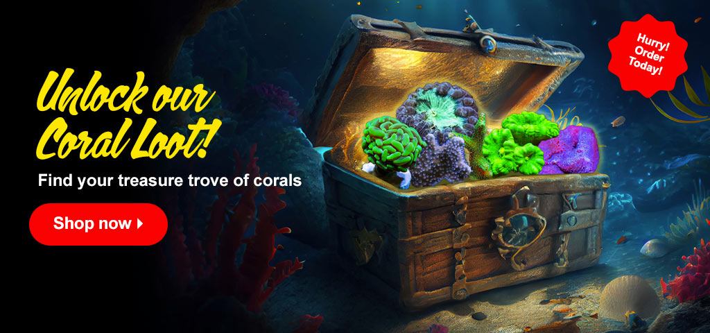Coral Treasures Await!