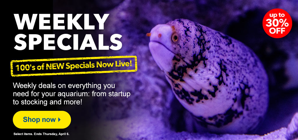 Weekly Specials
