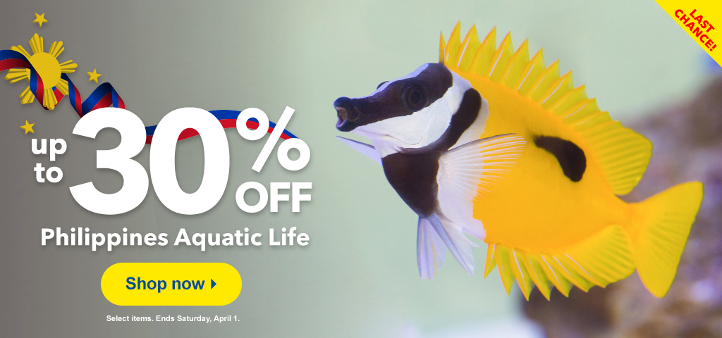 Last Chance to Save on Philippine marine life