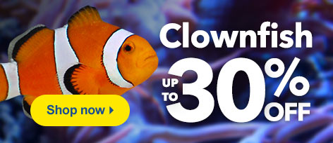 Clownfish up to 30% Off