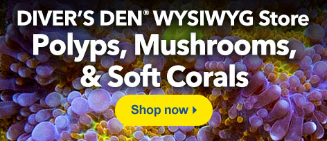 Diver's Den Polyps, Mushrooms, and Soft Corals