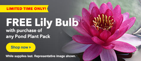 FREE Lily Bulb
