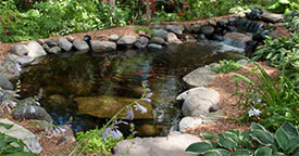 Preparing a Quarantine Area for Pond Fish