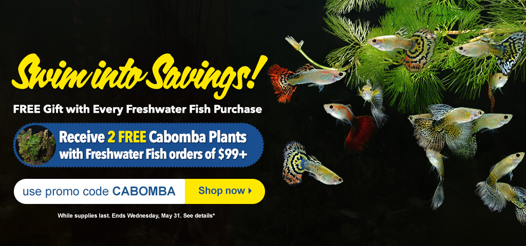 Free Plant with Freshwater Fish Purchase