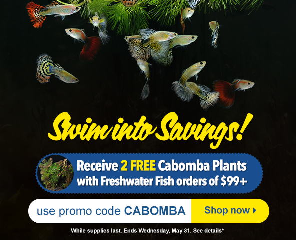 Free Plant with Freshwater Fish Purchase