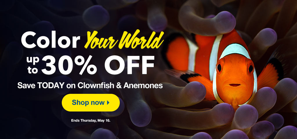 Clownfish and Anemones on Sale!
