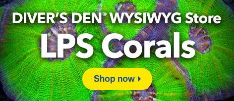 Diver's Den WYSIWYG Store LPS Corals