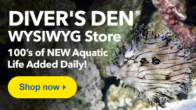 Shop Diver's Den WYSIWYG Store