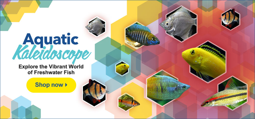 See colorful freshwater fish just right for you!