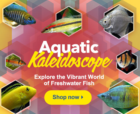 See colorful freshwater fish just right for you!