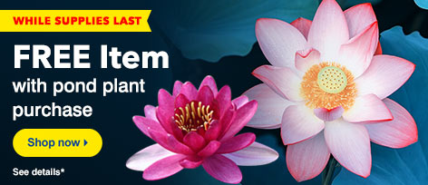 FREE Pond Plant
