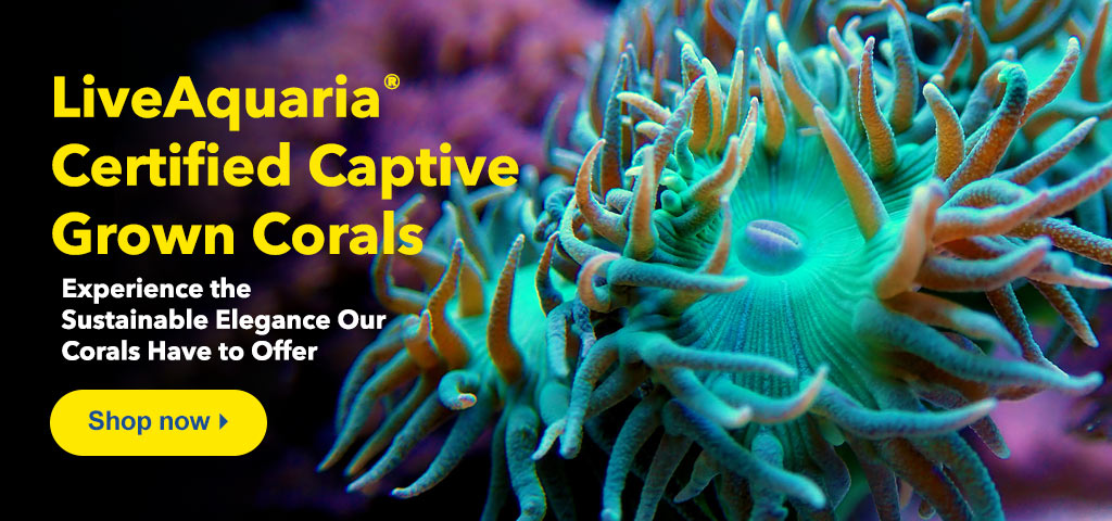 Our aquacultured CCGC corals help protect the world’s resources