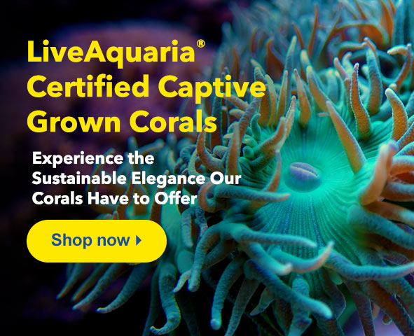 Our aquacultured CCGC corals help protect the world’s resources
