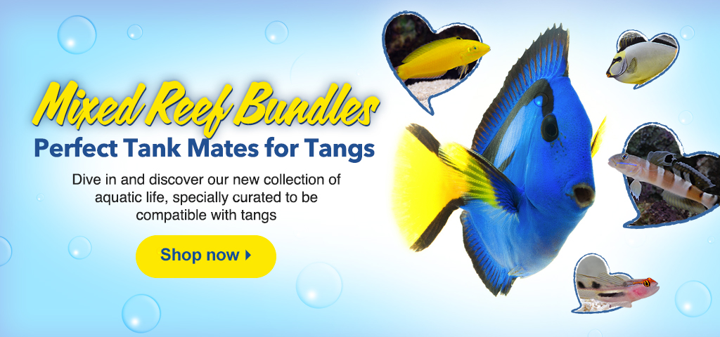 Find reef safe tankmates for your Tang!