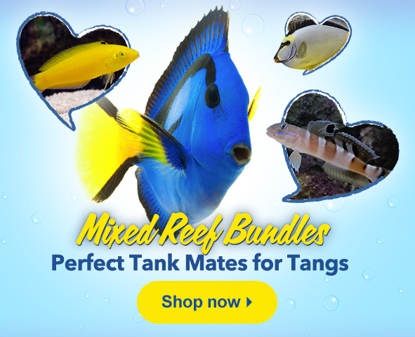 Find reef safe tankmates for your Tang!