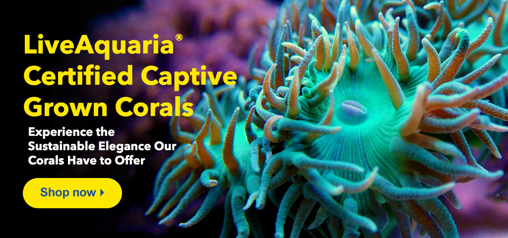 Certified Captive Grown Coral