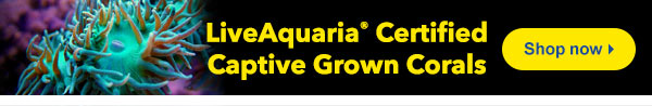 LiveAquaria® CCGC Frags