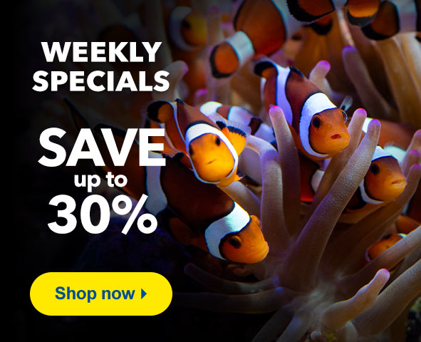 Weekly Specials