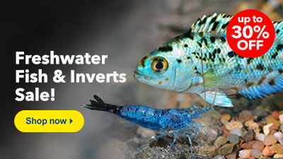Freshwater Fish & Inverts