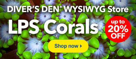 Diver's Den WYSIWYG Store LPS Corals