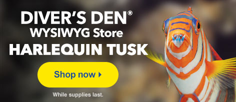 Marine Fish for Sale at the Diver's Den WYSIWYG Store