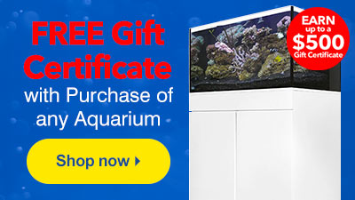 Free Gift Certificate with Aquarium Purchase