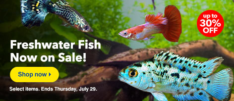 Freshwater Fish Sale