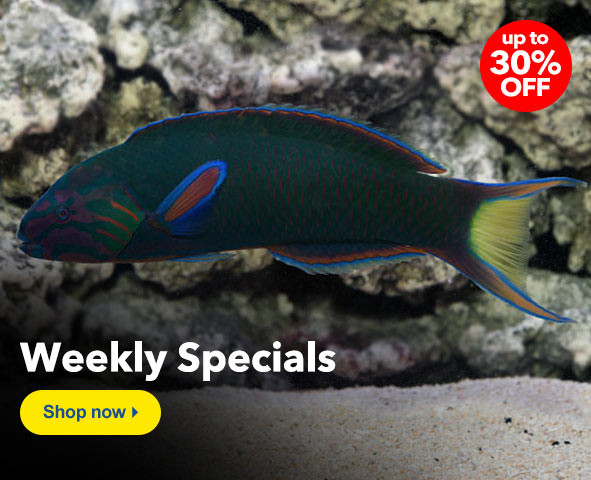 Weekly Specials