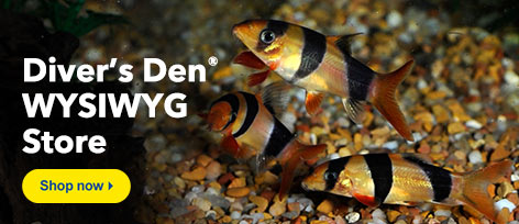 Diver's Den WYSIWYG Store