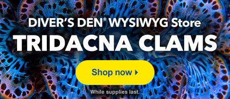Diver's Den WYSIWYG Store Tridacna Clams