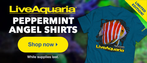 LiveAquaria T-Shirt - Peppermint Angel